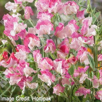 Picture of Sweet Pea - Promise